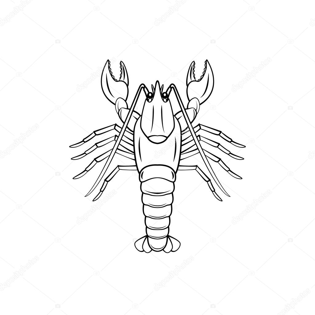 Lobster animal