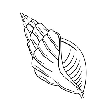 Deniz?? kabukları illüstrasyon vektör