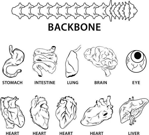 Organos humanos — Vector de stock