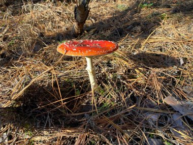 Yeni yıl havası. Noel süsleri. Kış tatili