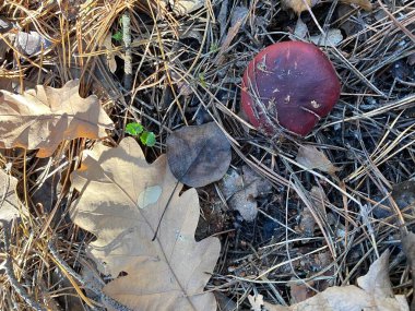 Yeni yıl havası. Noel süsleri. Kış tatili