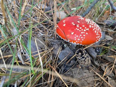 Yeni yıl havası. Noel süsleri. Kış tatili