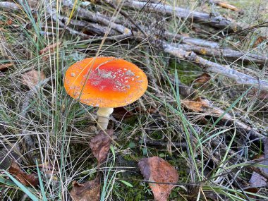 Yeni yıl havası. Noel süsleri. Kış tatili