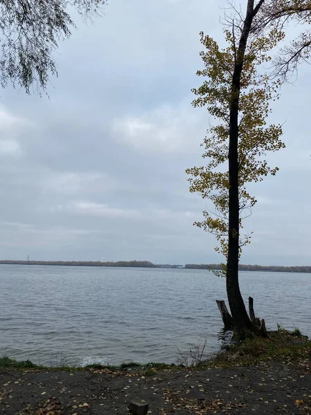 Новогоднее Настроение Рождественские Украшения Зимние Каникулы — стоковое фото