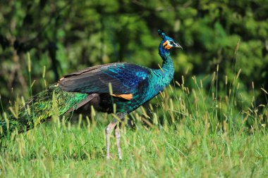 Tayland tavus kuşu