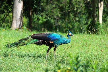 Tayland tavus kuşu