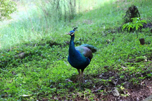 Thailand peacock — Stock Photo, Image