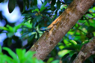 Kertenkele sürüngen vardır