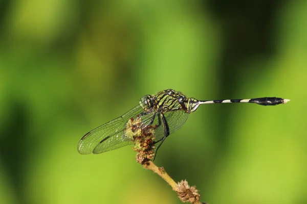 Mosca do dragão — Fotografia de Stock