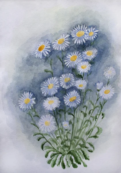Daisy akvarell ábra — Stock Fotó