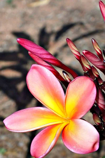 Frangipani