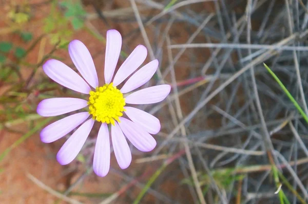 Daisy — Stock Photo, Image