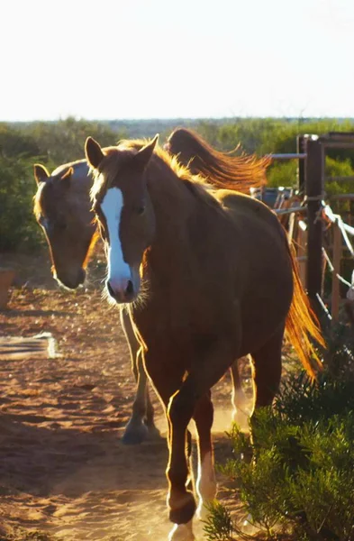 Cavalos na remota Austrália Ocidental — Fotografia de Stock