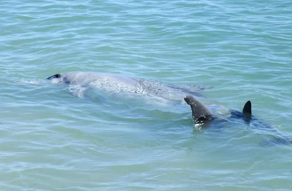 雌性海豚 — 图库照片