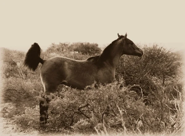 Arabische veulen — Stockfoto