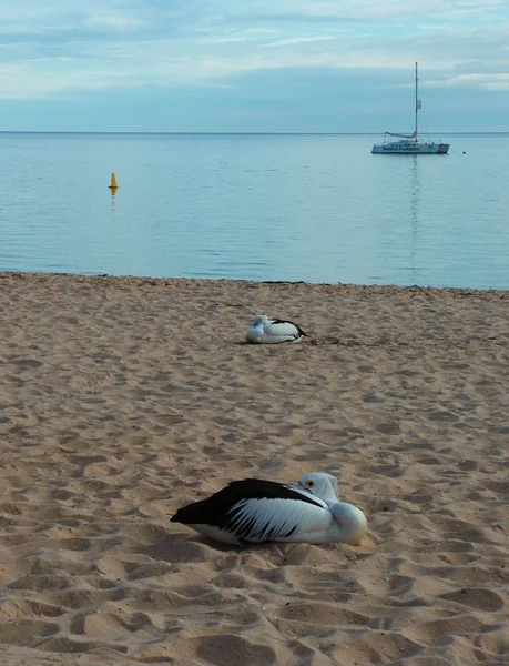 Pelikan Beach