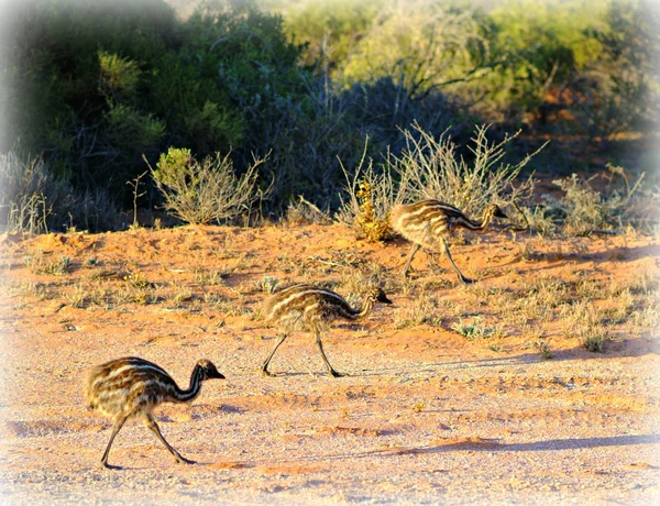 EMU hatunlar