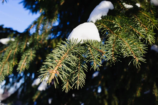 Ladin dallarında kar