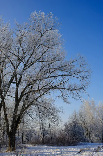 Zimní krajina v lese, mezi stromy v mrazivém — Stock fotografie