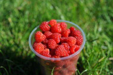 yeşil çim bir arka plan üzerinde büyük bir bardak taze frambuaz.