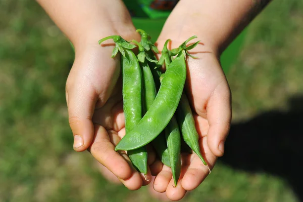 The fresh pods of green peas in the children 's hands — стоковое фото