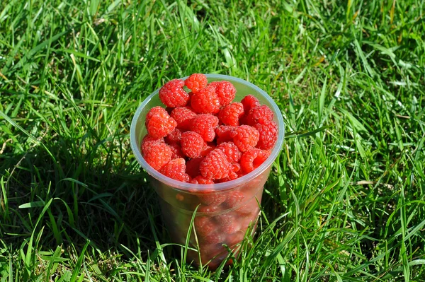 Frambuesas frescas en un vaso grande sobre un fondo de hierba verde . — Foto de Stock