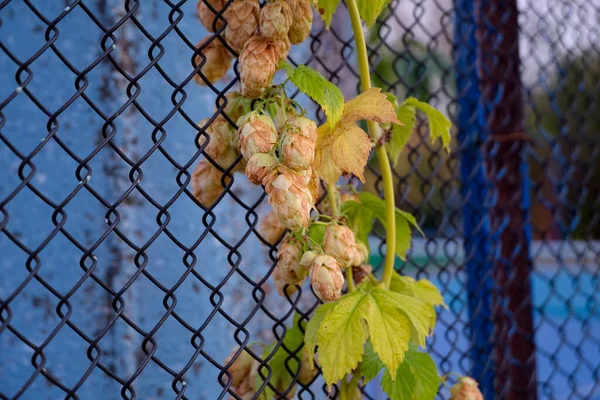 Hop plant decorative and industrial for decoration of external interiors and production. Hops are used as an ornamental plant, as well as in many areas of production (food, medical, cosmetic, etc.).