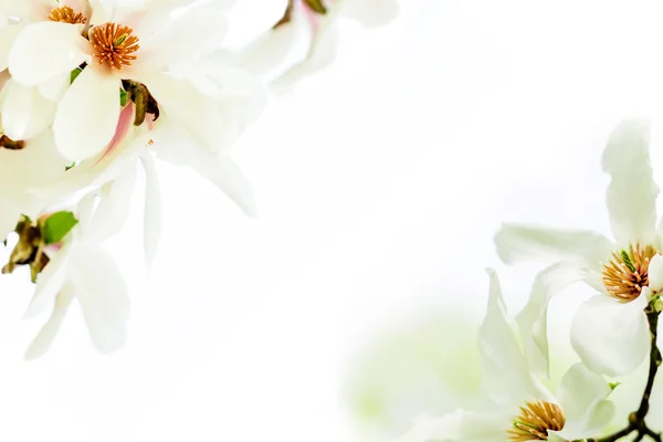 Magnolia stellata bloeien in de twee hoeken — Stockfoto