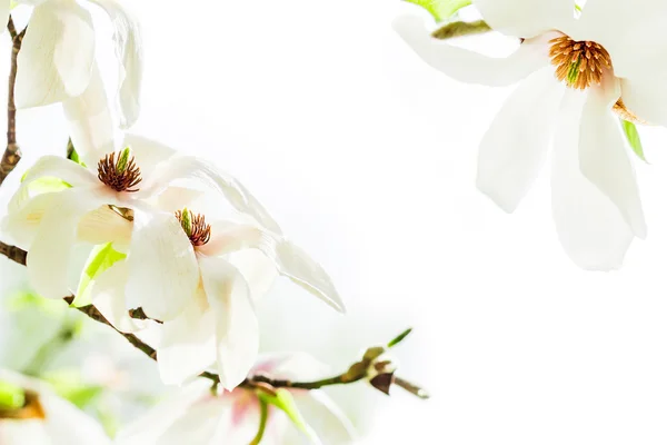 Magnolia stellata blüht in zwei Ecken — Stockfoto