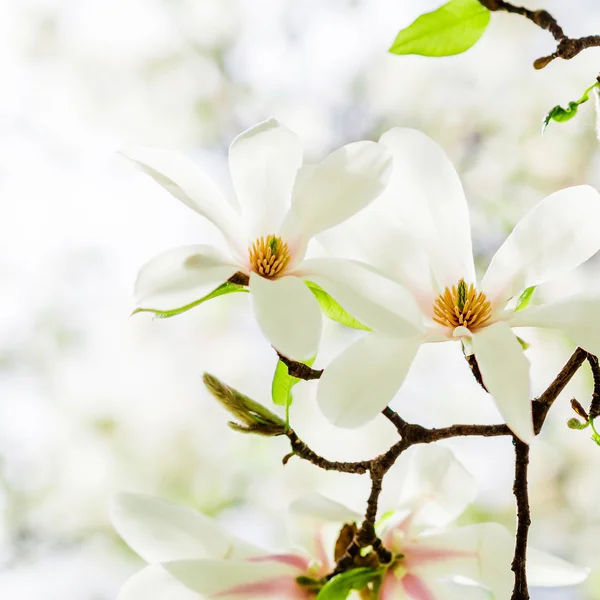 Magnolia stellata blossoming — стоковое фото