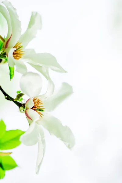 Magnolia stellata bloei — Stockfoto