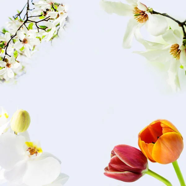 Магнолия звездная, белая орхидея и два тюльпана цветут на голубом фоне — стоковое фото