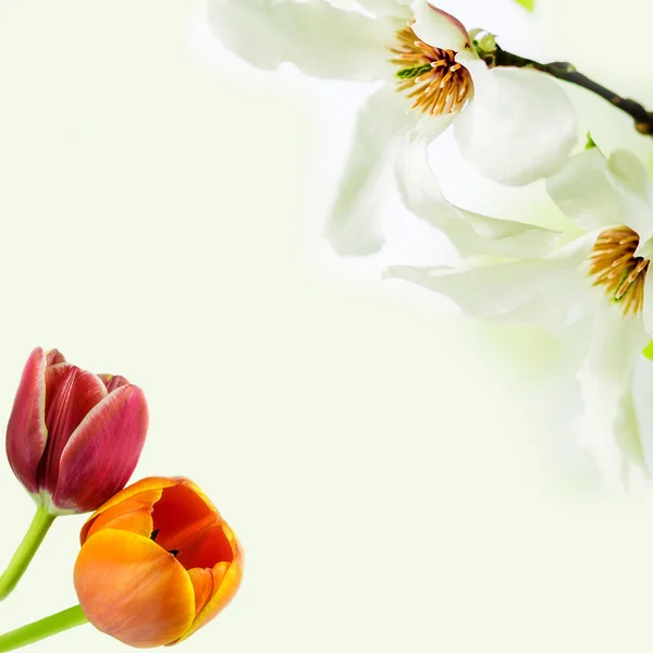 Magnolia stellata and two tulips blossoming on light green background — Stock Photo, Image