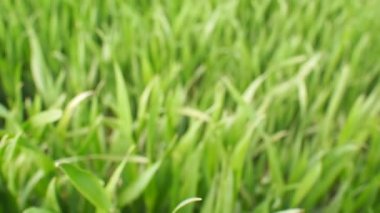 Genç kırpma alanı