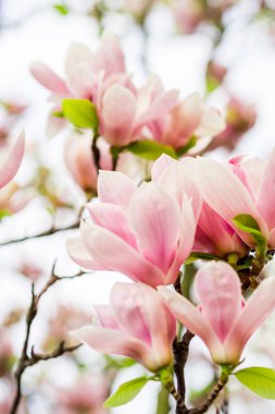 magnolia soulangeana blossoming, spring time clipart
