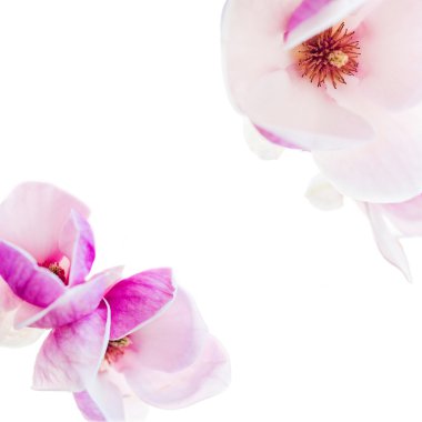 iki köşe kısımlarda çiçek açması Manolya