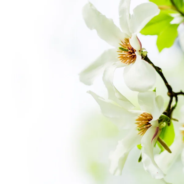 Magnolia stellata blüht — Stockfoto