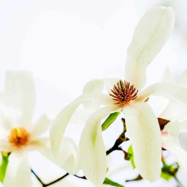 Magnolia stellata blossoming — Stock Photo, Image
