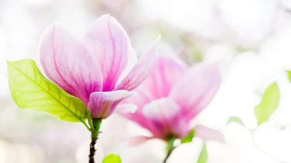 Magnolia soulangeana bloei, lente — Stockfoto