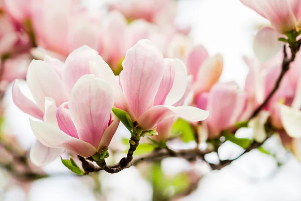 Magnolia soulangeana fioritura, primavera — Foto Stock