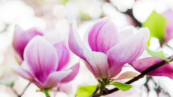 Magnolia soulangeana blüht, Frühlingszeit — Stockfoto