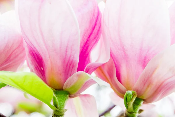 Magnolia soulangeana bloei, lente — Stockfoto