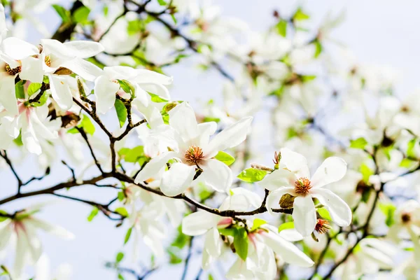 Magnolia stellata bloei — Stockfoto