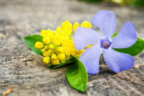 Ramo de flores violetas y amarillas con hoja verde —  Fotos de Stock