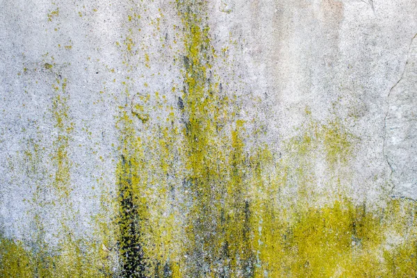 Влага на бетонной стене — стоковое фото
