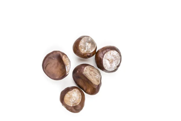 Five chestnuts laying on white background — Stock Photo, Image