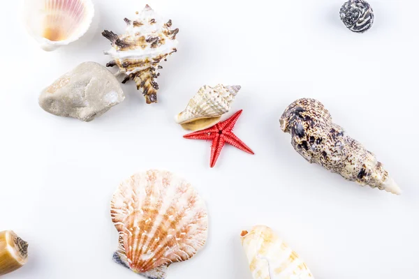 Mixture of shells — Stock Photo, Image