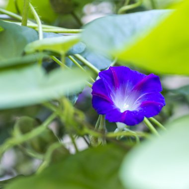 sabah zafer bahçe içinde