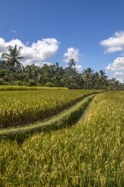 pirinç tarlaları Bali görüntüleyin