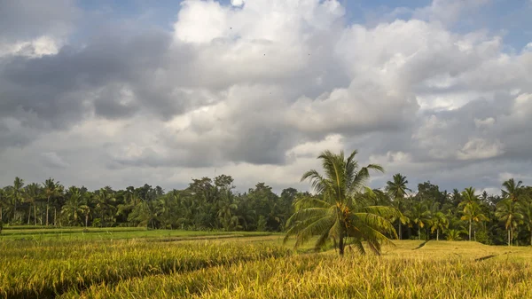Вид на рисовые поля на Бали — стоковое фото